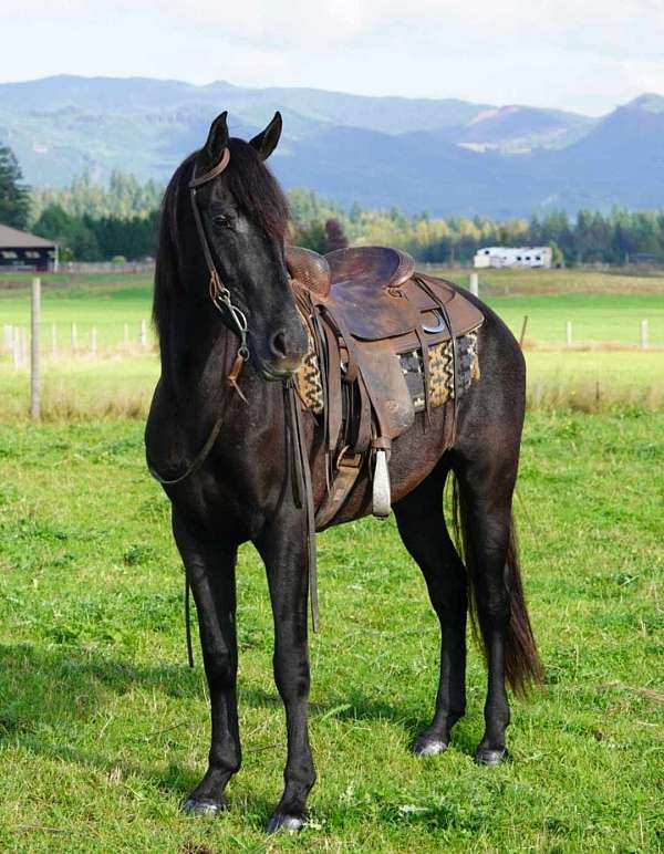 andalusian-horse-for-sale