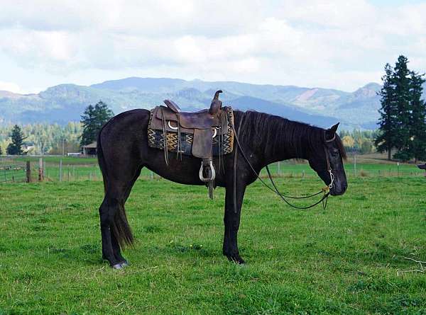 andalusian-horse