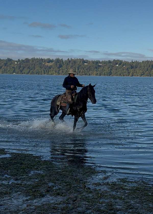 cross-andalusian-lusitano-horse