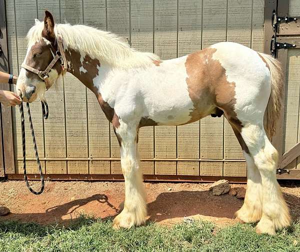 chestnut-tobiano-stallion-horse