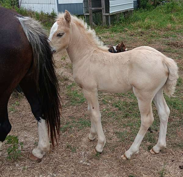 palomino-welsh-pony-weanling