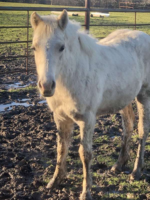 mom-welsh-pony