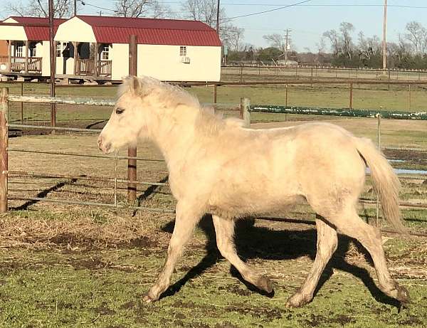 palomino-filly-welsh-pony