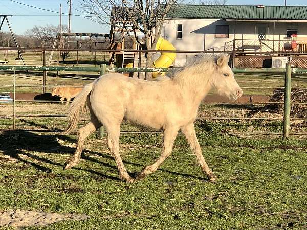 palomino-welsh-pony-weanling