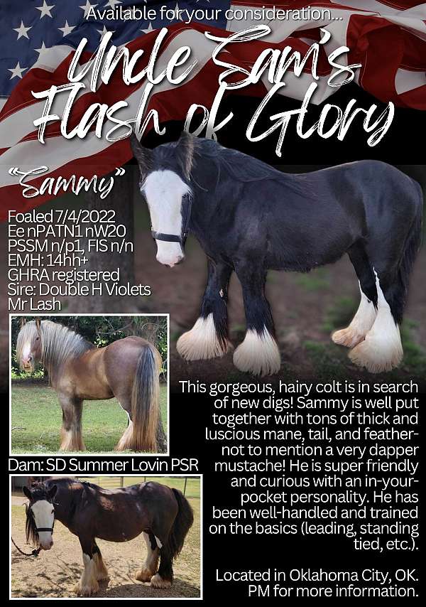 gypsy-vanner-colt