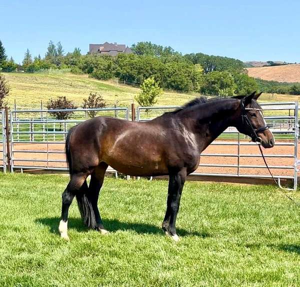 dressage-oldenburg-thoroughbred-horse