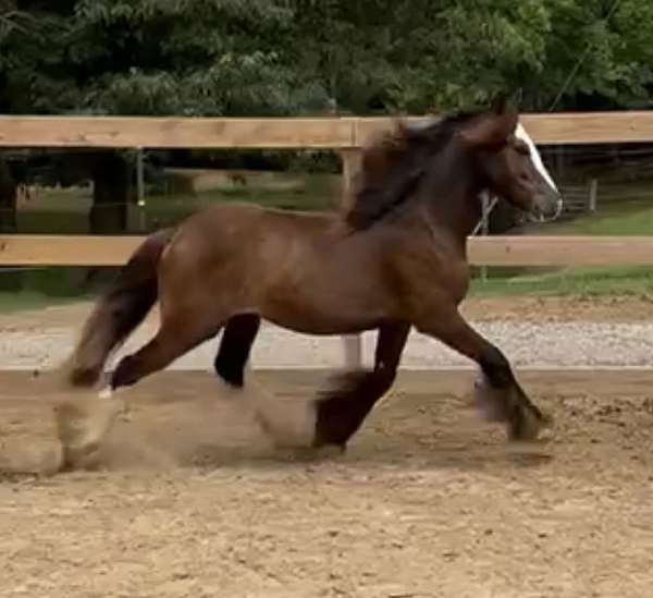 gypsy-vanner-colt