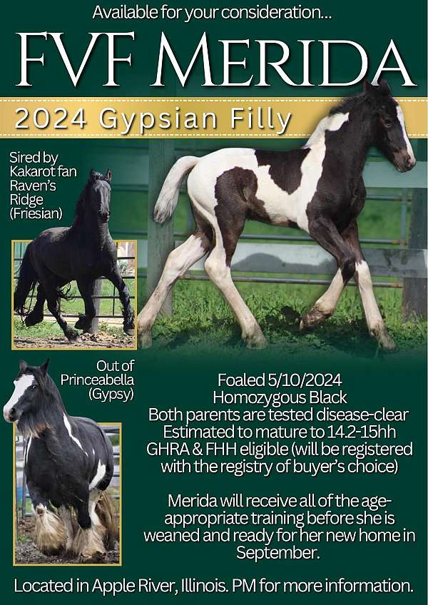 black-ghra-weanling