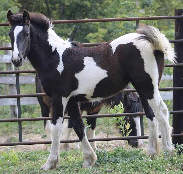 black-ghra-weanling