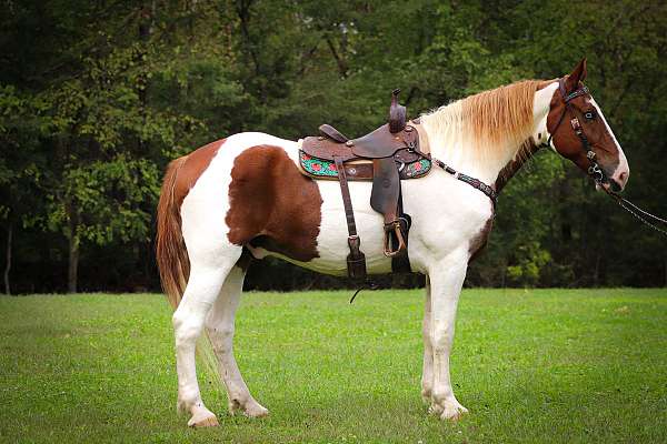 all-around-friesian-horse