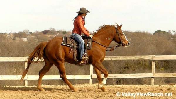 dressage-paint-horse