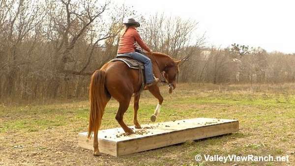 english-pleasure-paint-horse