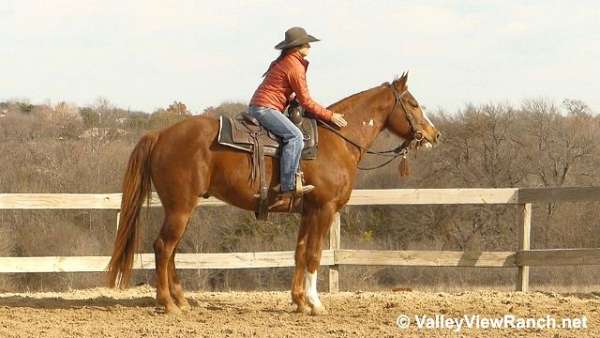 trail-paint-horse