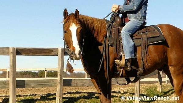 western-dressage-paint-horse