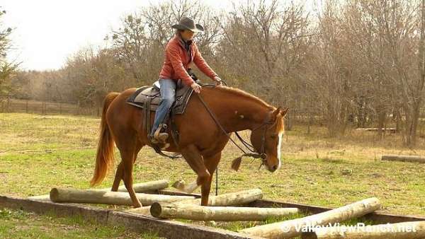 sorrel-overo-dressage-horse