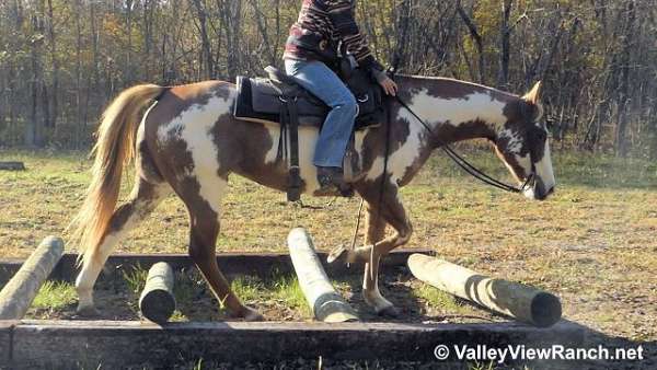 barrel-racing-paint-horse