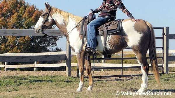 endurance-paint-horse