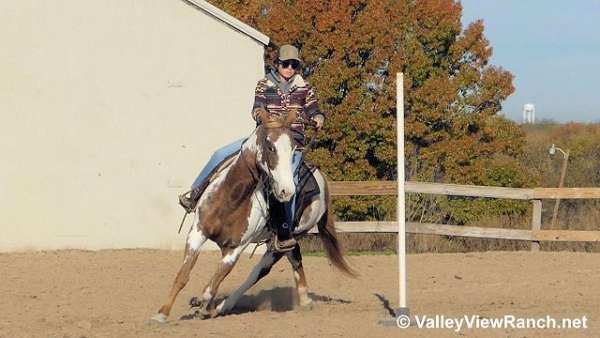 ranch-work-paint-horse