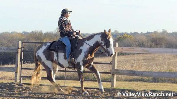 roping-paint-horse