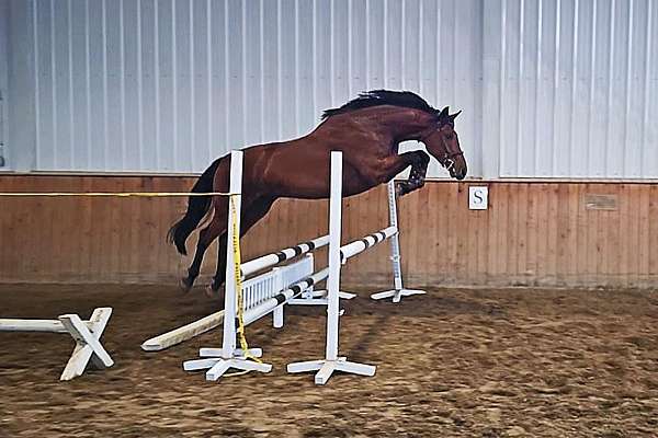 warmblood-gelding