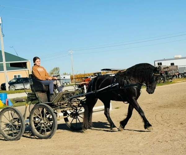 athletic-friesian-horse