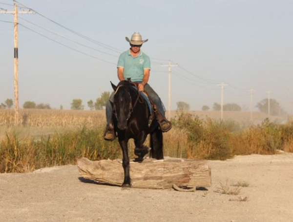 beginner-friesian-horse