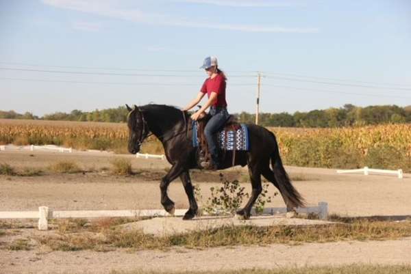 cross-friesian-horse