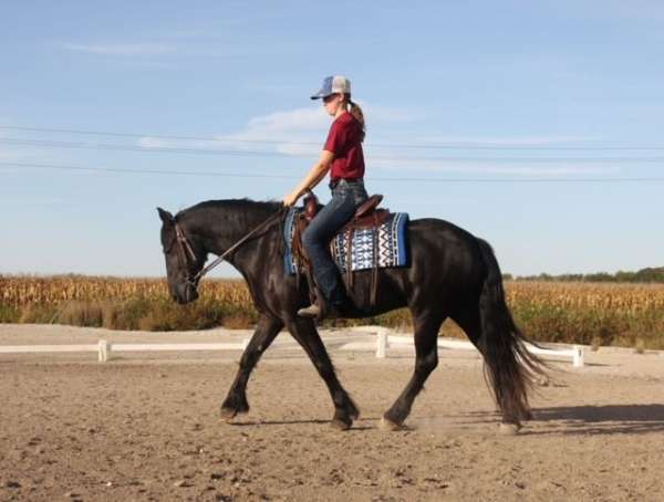 dressage-friesian-horse