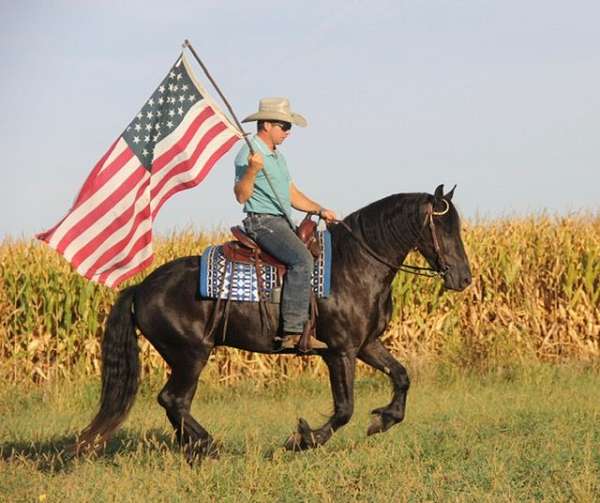 flashy-friesian-horse