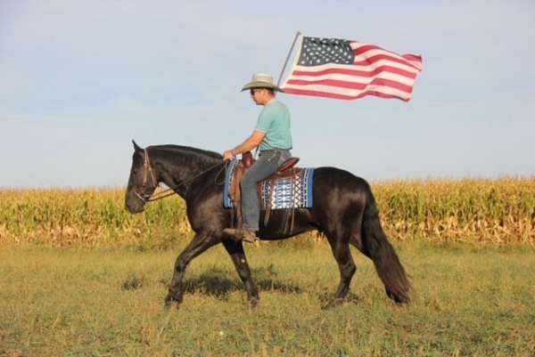 parade-friesian-horse