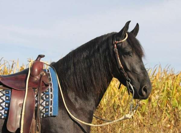 performance-friesian-horse