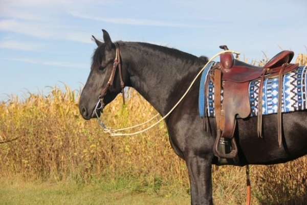 ridden-english-friesian-horse