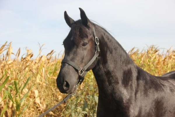 show-friesian-horse