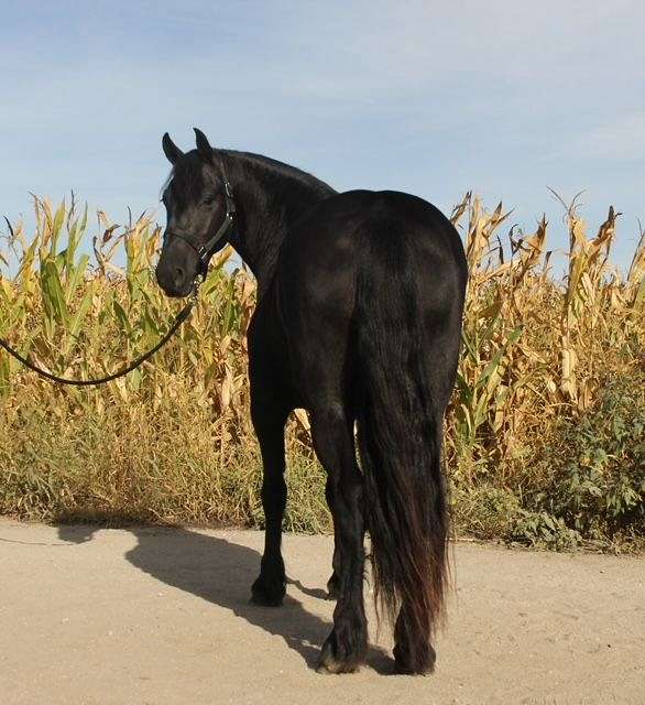 western-dressage-friesian-horse