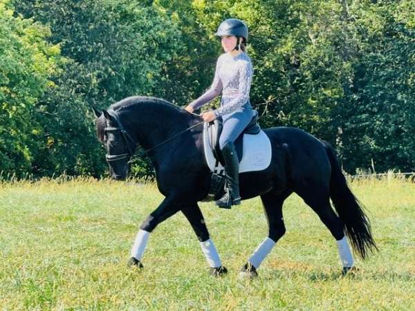 trail-riding-friesian-horse