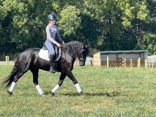 kid-safe-friesian-horse