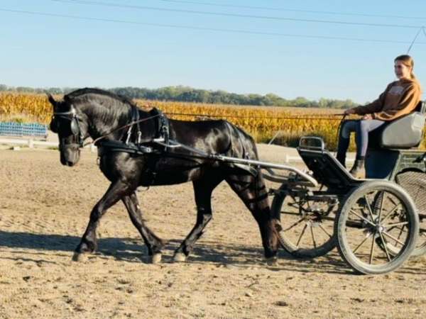 ridden-western-friesian-horse