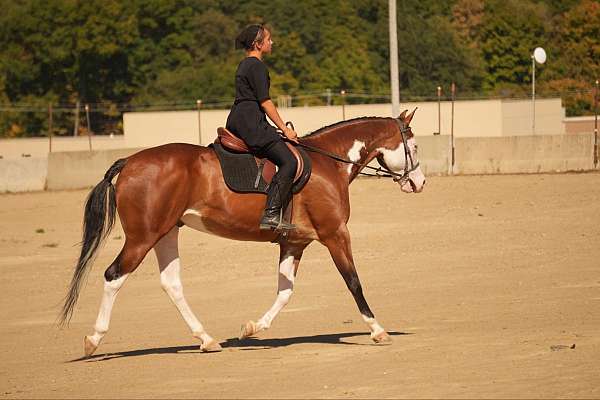 horsemanship-quarter-horse