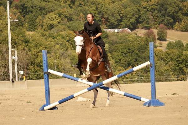 jumping-quarter-horse