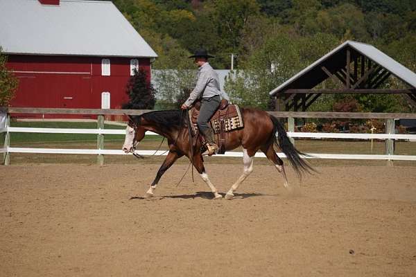 performance-quarter-horse