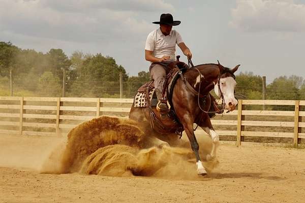 ranch-versatility-quarter-horse