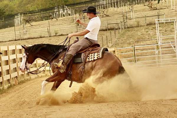 ranch-work-quarter-horse