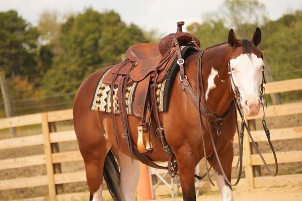 reining-quarter-horse