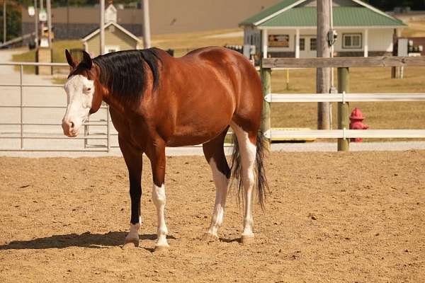 ridden-english-quarter-horse