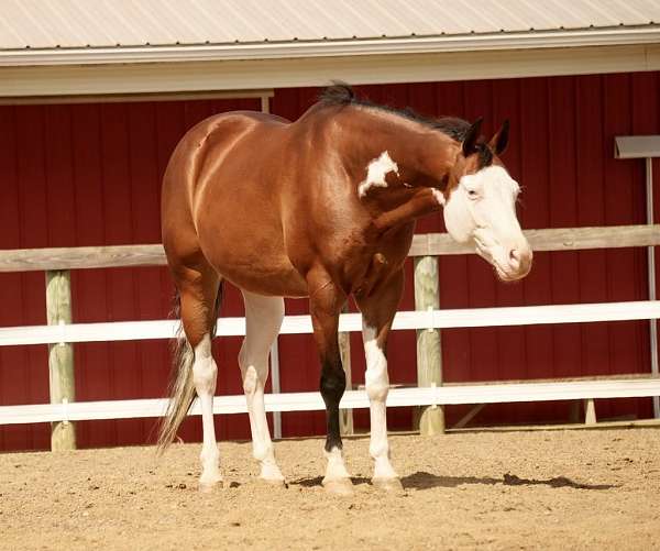 ridden-western-quarter-horse