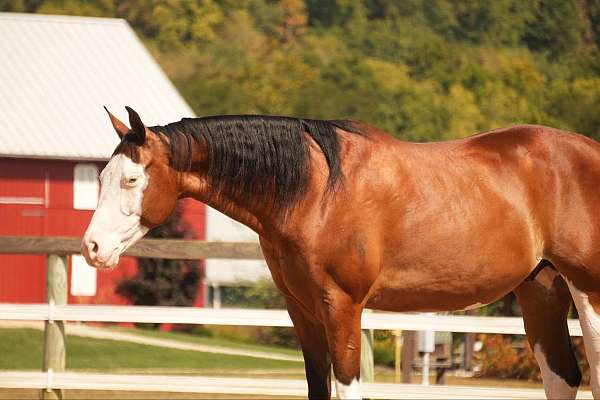 roping-quarter-horse