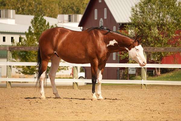 show-quarter-horse