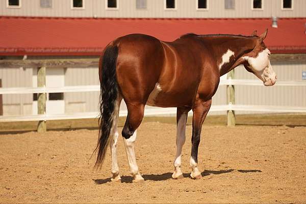 trail-quarter-horse