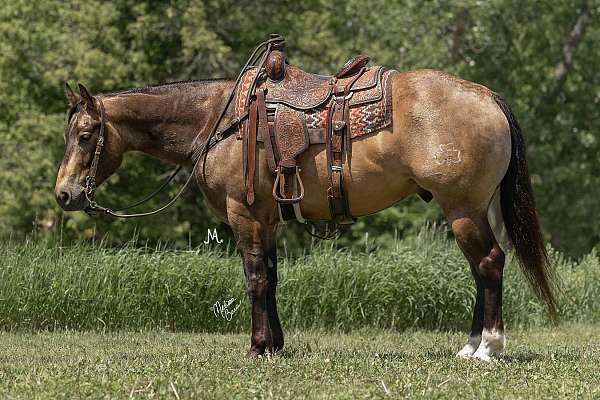 athletic-quarter-horse