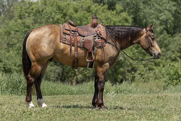 calf-roping-quarter-horse